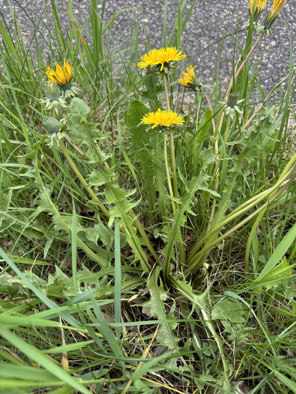 Taraxacum aequisectum (door Jelle Hofstra)