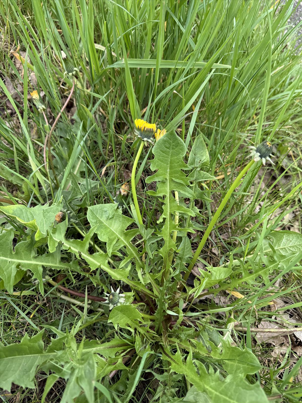 Taraxacum aequisectum (door Jelle Hofstra)