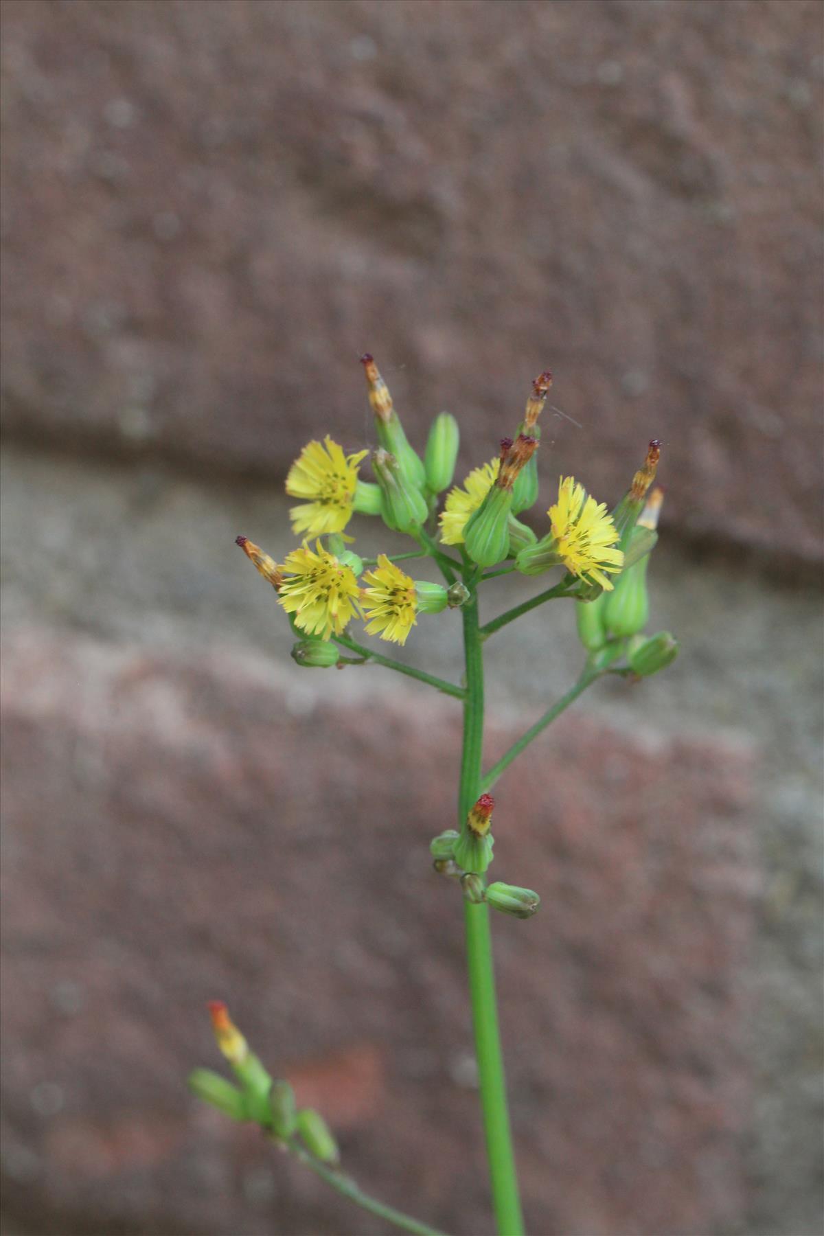 Youngia japonica (door Gerrit Hendriksen)