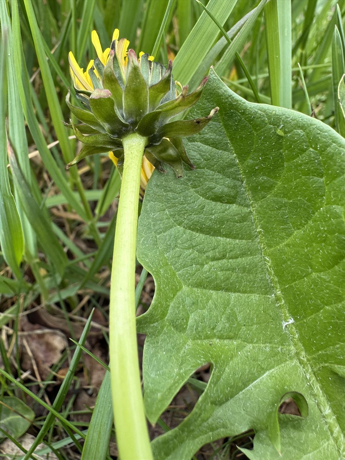 Taraxacum aequisectum (door Jelle Hofstra)