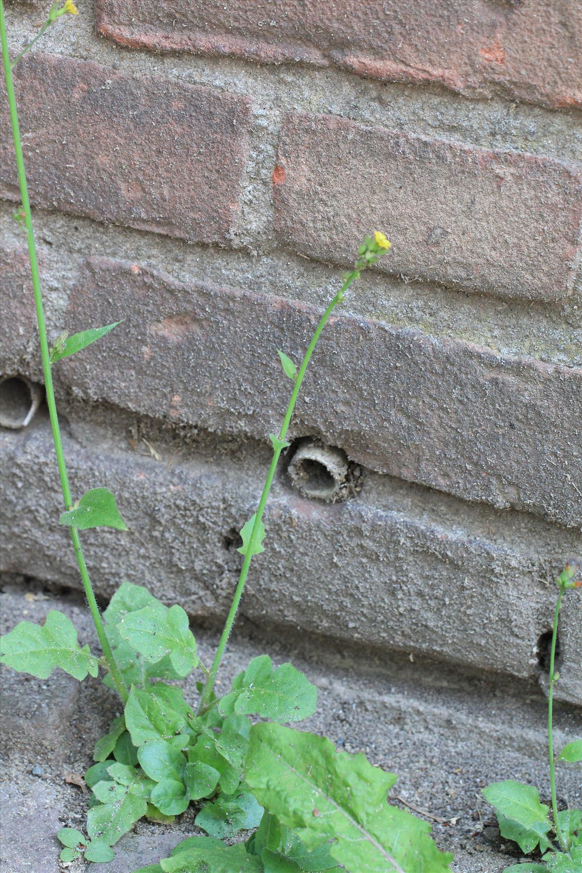 Youngia japonica (door Gerrit Hendriksen)