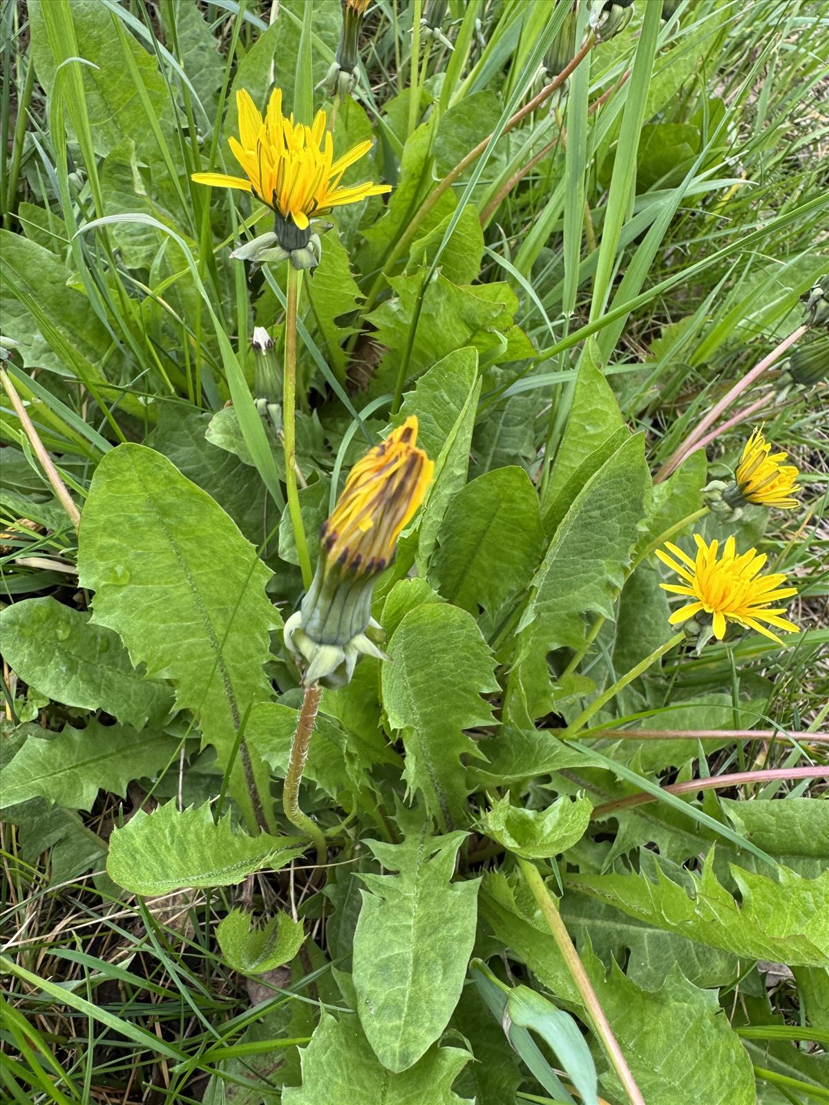 Taraxacum fridenii (door Jelle Hofstra)