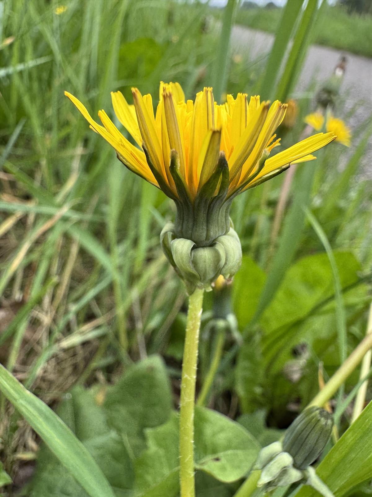 Taraxacum fridenii (door Jelle Hofstra)