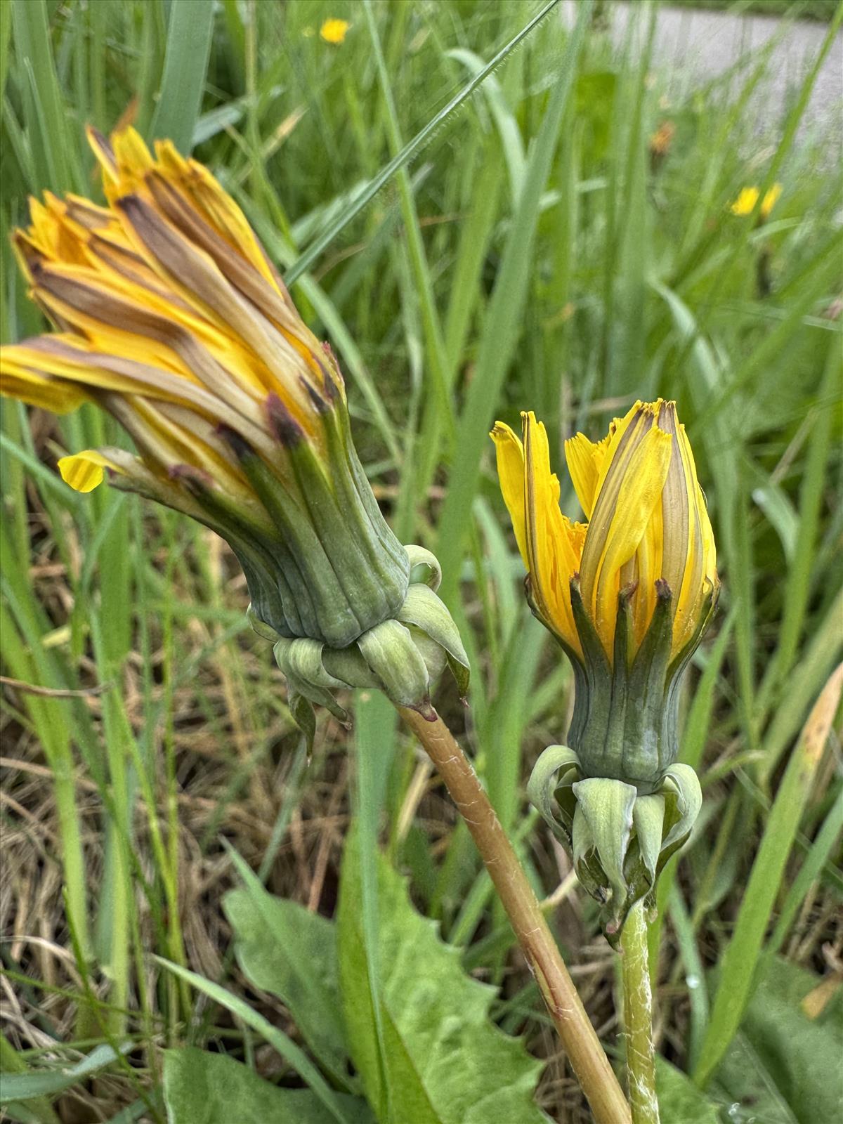 Taraxacum fridenii (door Jelle Hofstra)