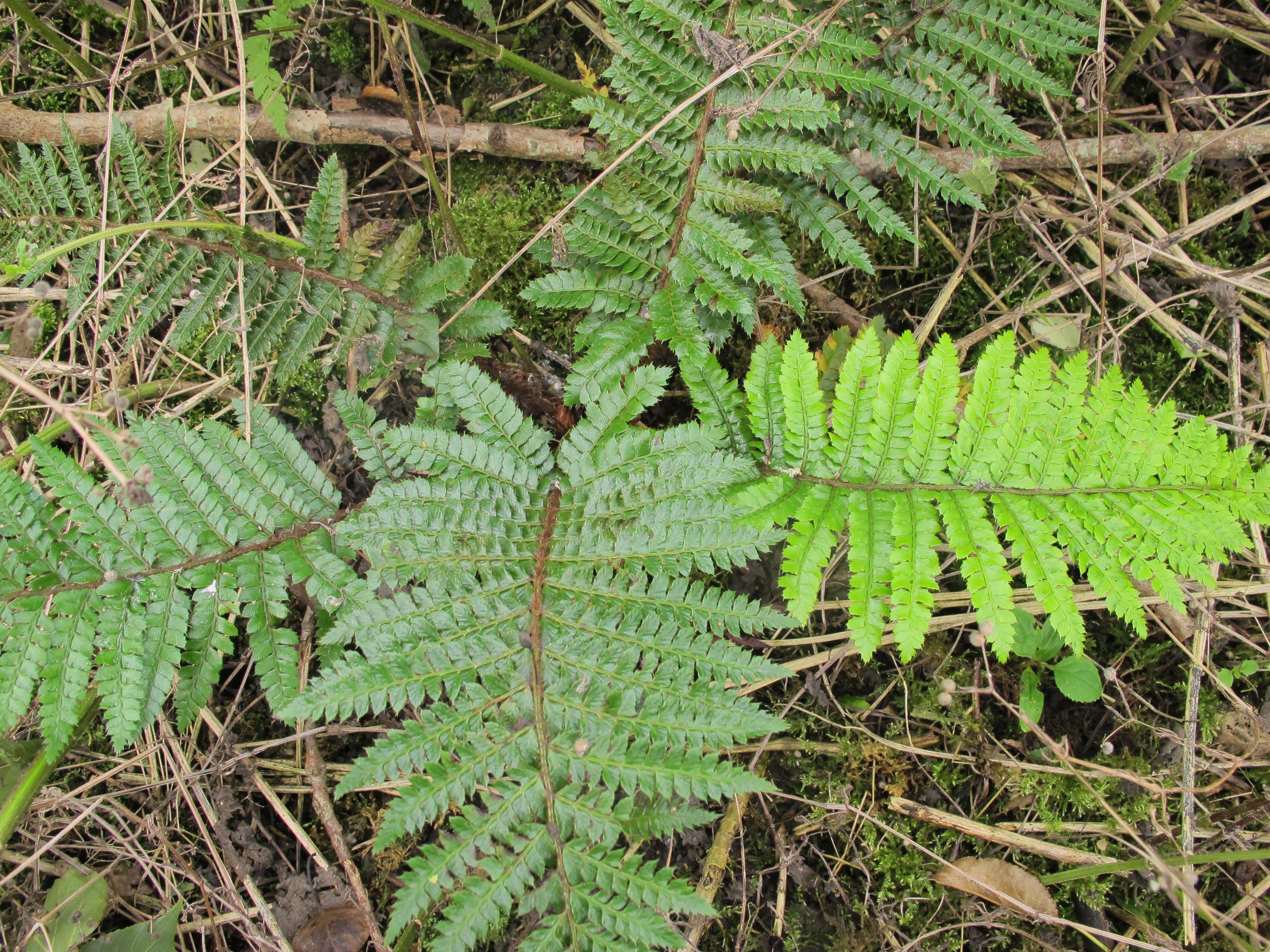 Polystichum polyblepharum (door Sipke Gonggrijp)