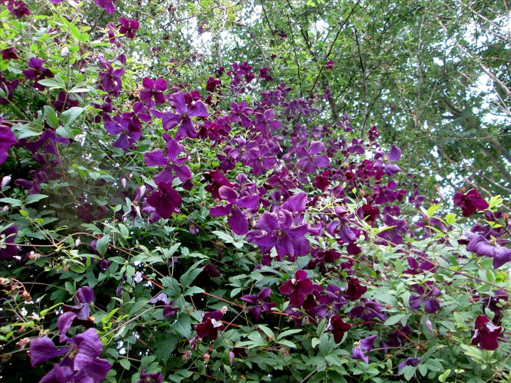 Clematis viticella (door Toon Verrijdt)