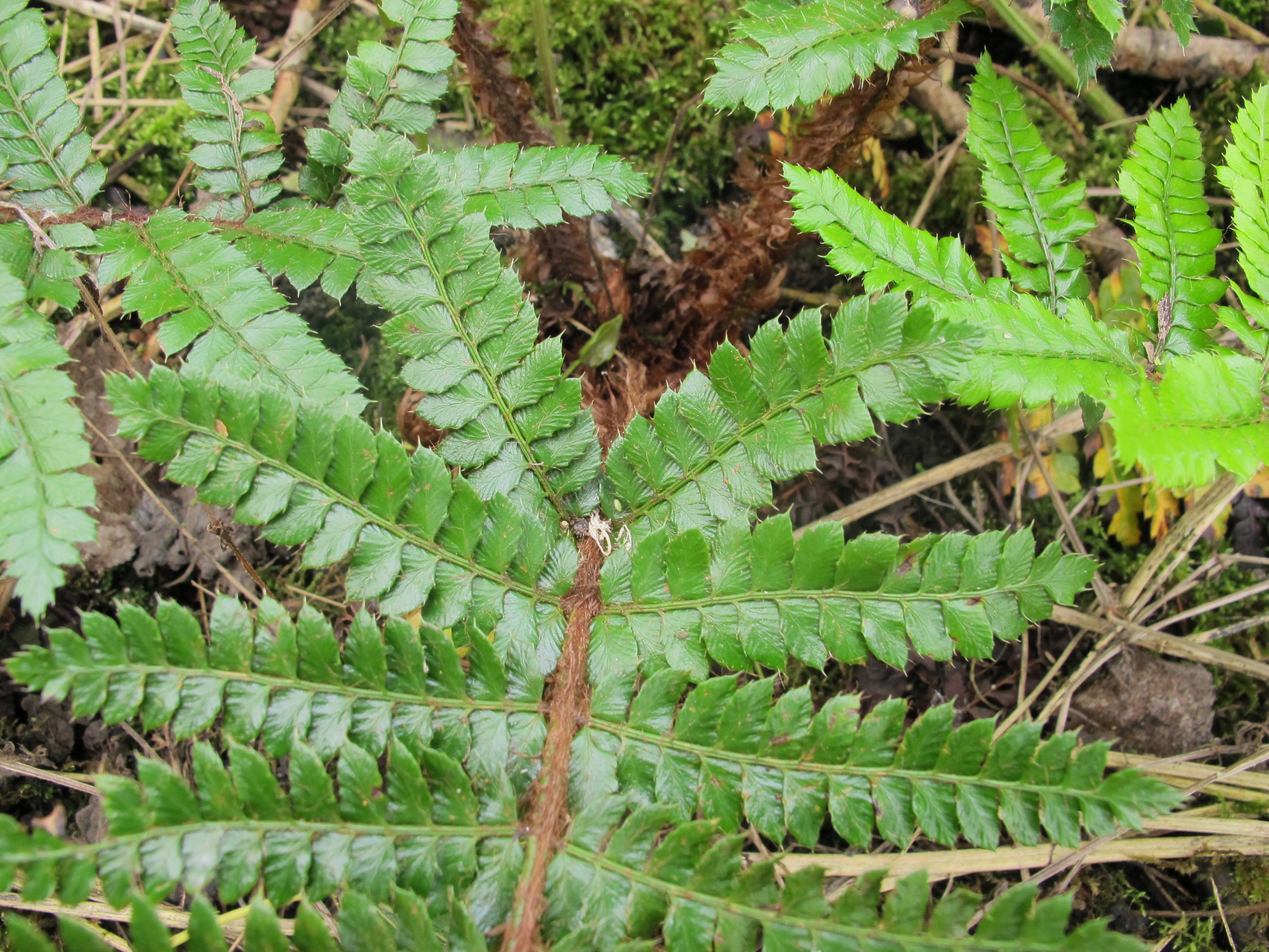 Polystichum polyblepharum (door Sipke Gonggrijp)