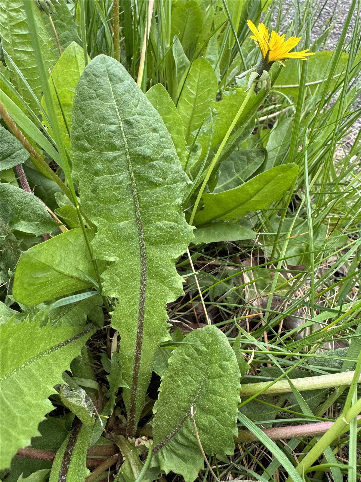Taraxacum fridenii (door Jelle Hofstra)
