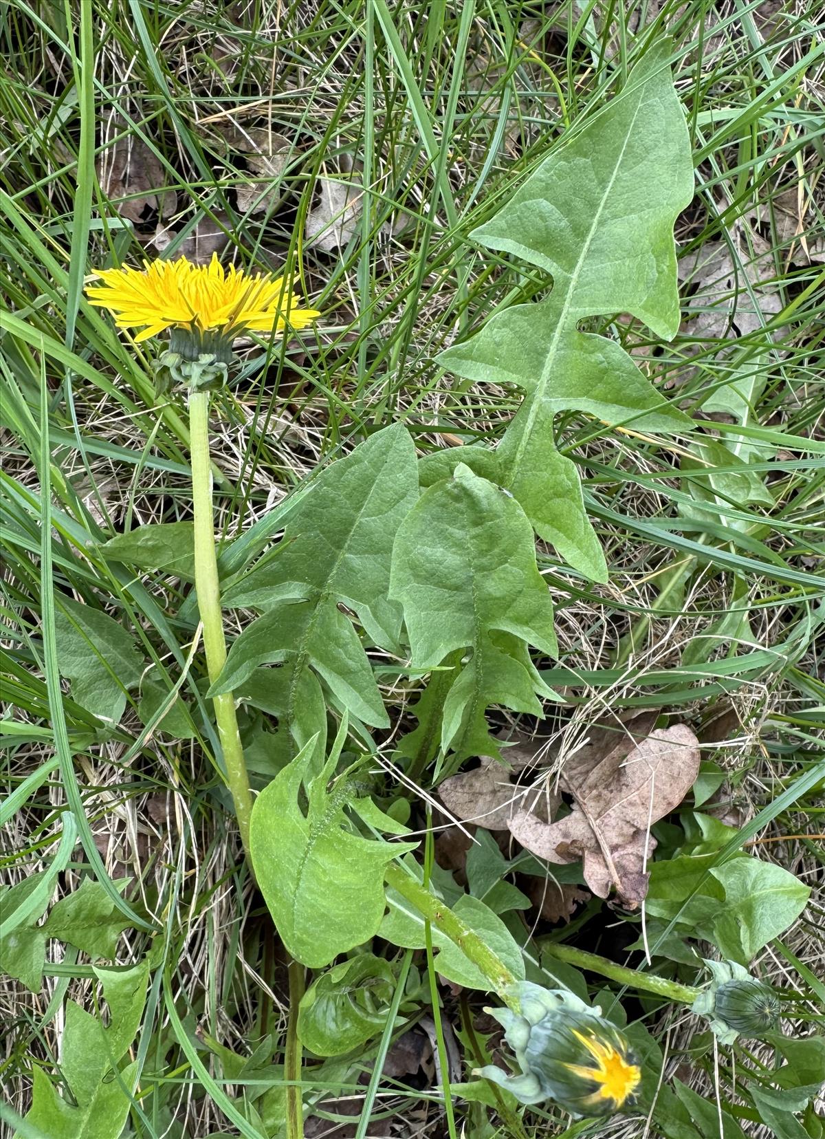 Taraxacum subhuelphersianum (door Jelle Hofstra)