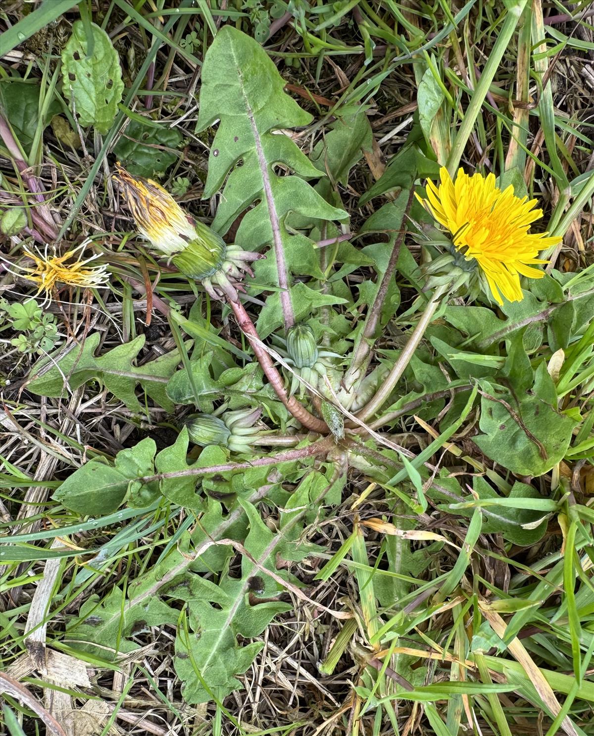 Taraxacum pachymerum (door Jelle Hofstra)