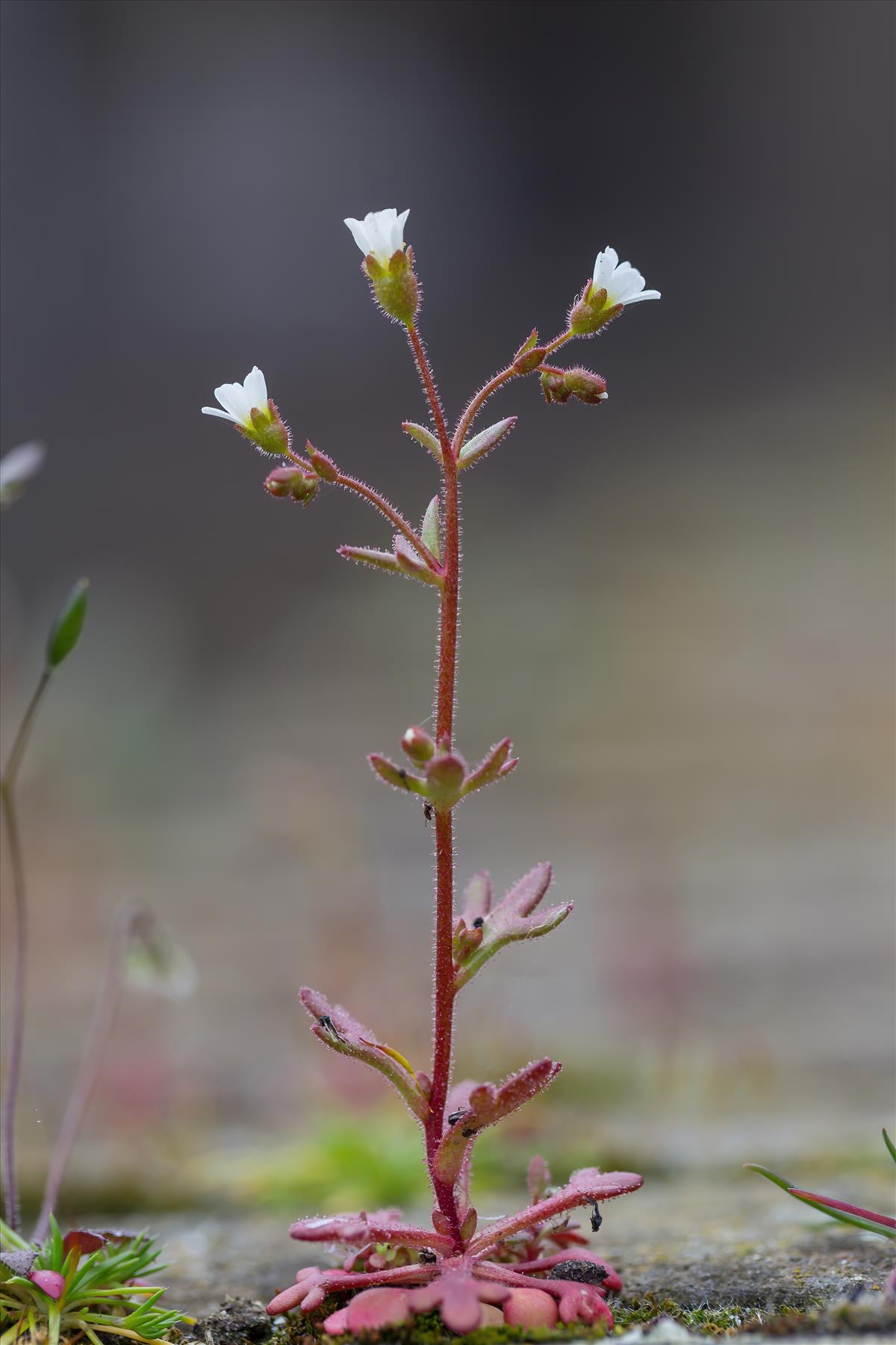 Saxifraga tridactylites (door Bert Blok)