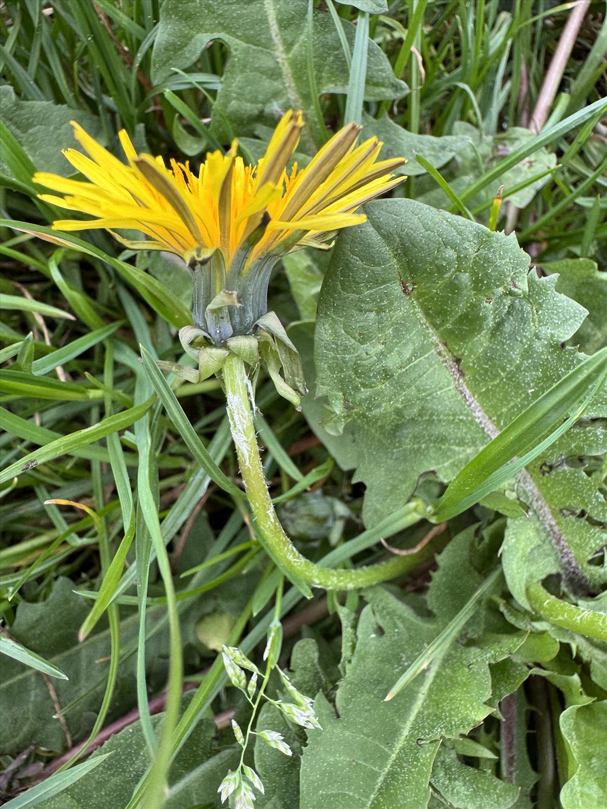 Taraxacum pachymerum (door Jelle Hofstra)
