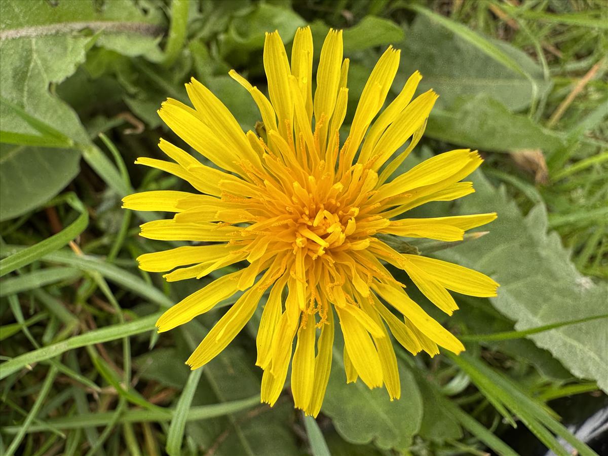 Taraxacum pachymerum (door Jelle Hofstra)