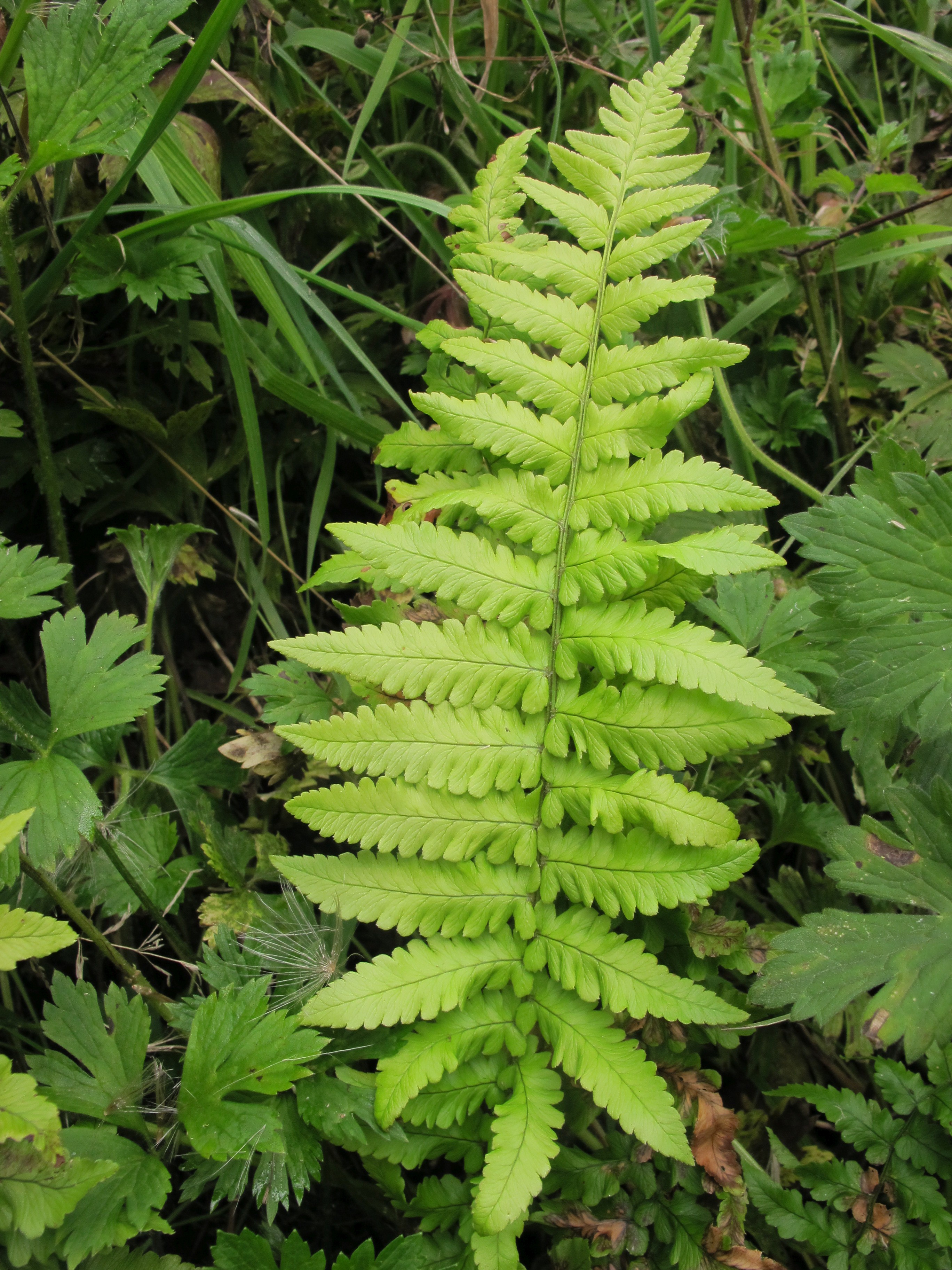 Dryopteris x yasuhikoana (door Sipke Gonggrijp)