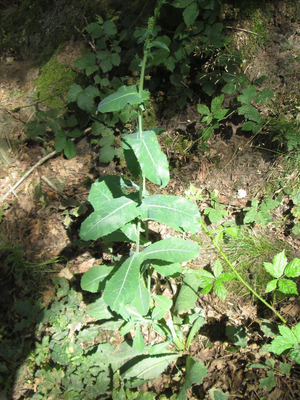 Lactuca virosa (door Toon Verrijdt)