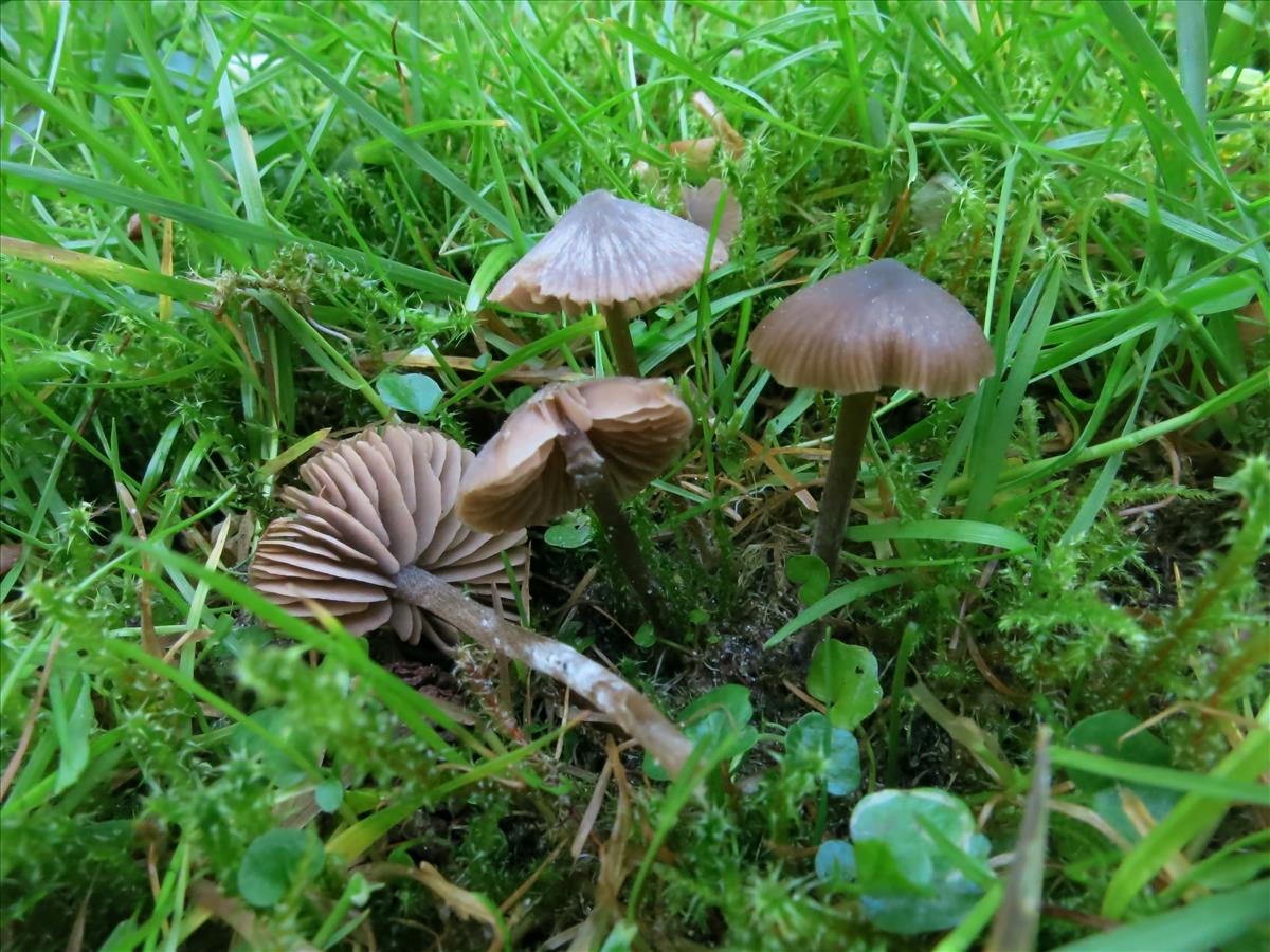 Entoloma ventricosum (door Peter-Jan Keizer)