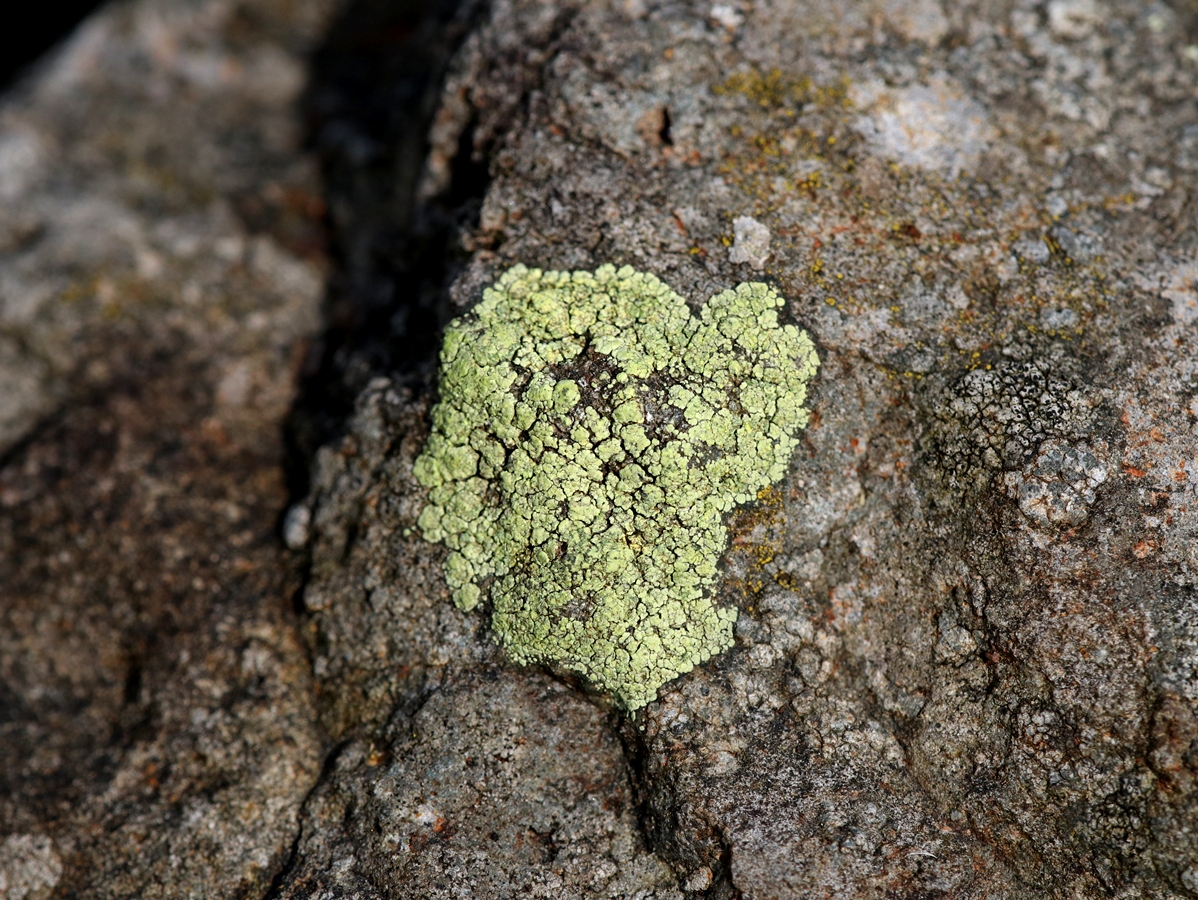 Lecanora subaurea (door Ruud van Middelkoop)