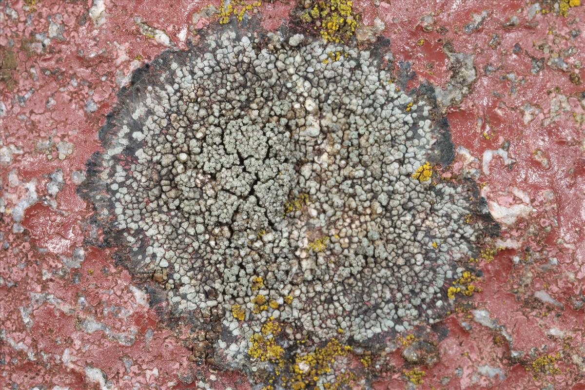 Rinodina aspersa (door Brian Pater)