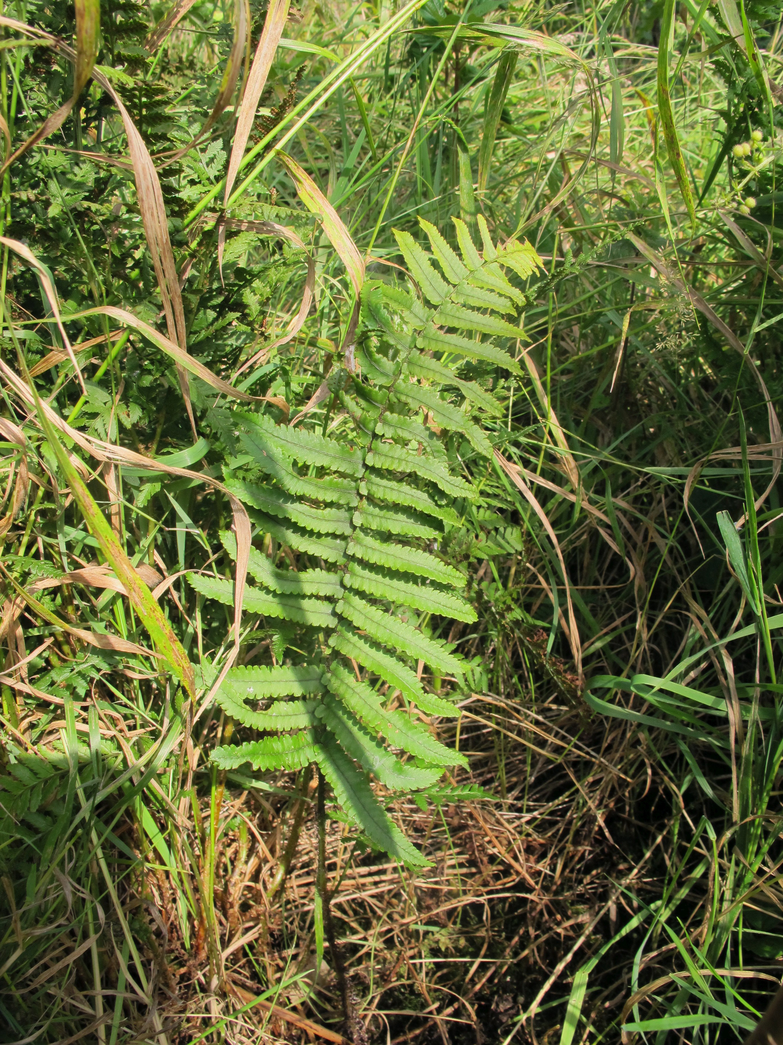 Dryopteris cycadina (door Sipke Gonggrijp)