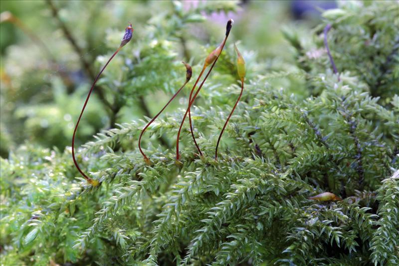 Thamnobryum alopecurum (door Bas de Maat)