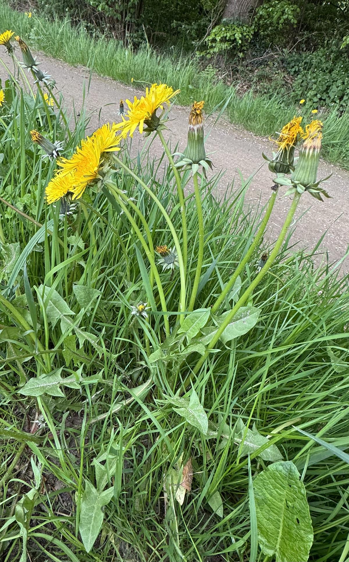 Taraxacum amplum (door Jelle Hofstra)