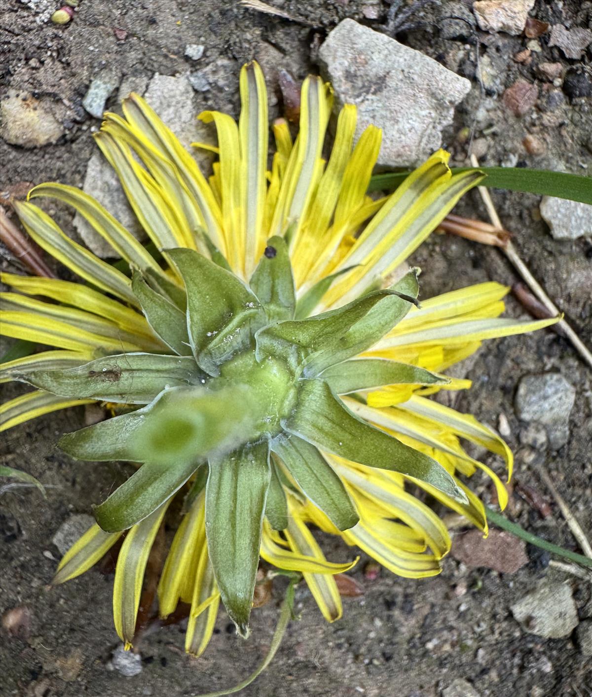 Taraxacum amplum (door Jelle Hofstra)