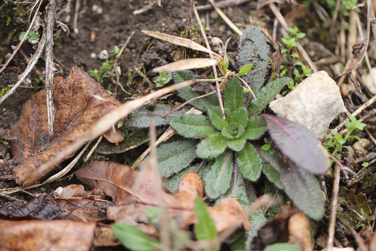 Arabis hirsuta subsp. hirsuta (door Jaap Oosterom)