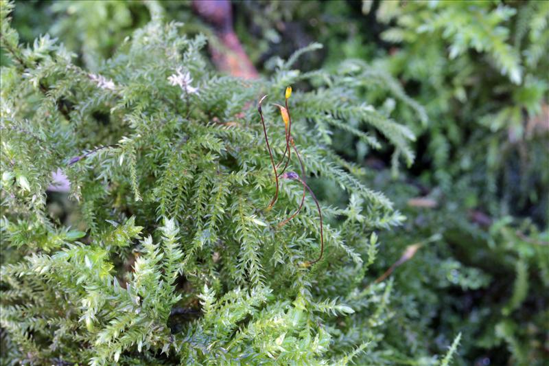 Thamnobryum alopecurum (door Bas de Maat)