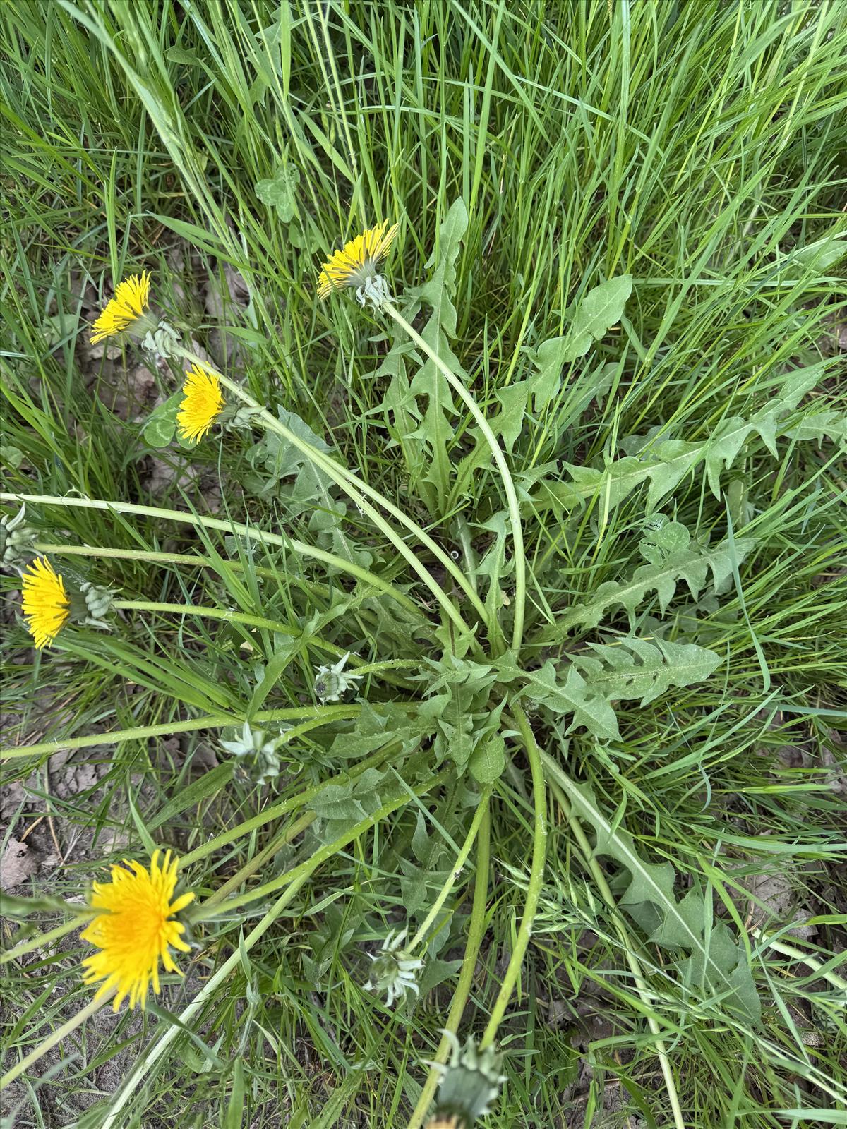Taraxacum lingulatum (door Jelle Hofstra)