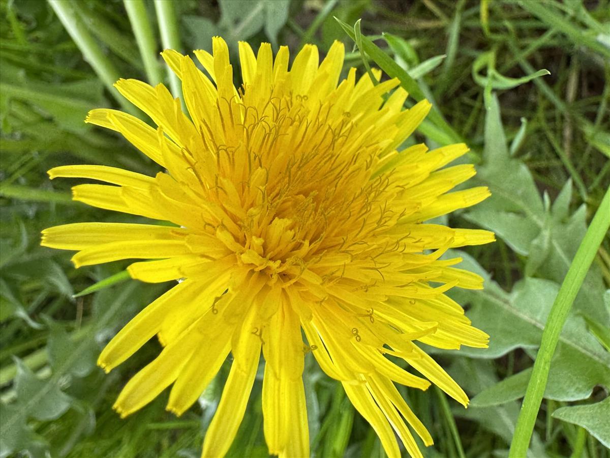 Taraxacum lingulatum (door Jelle Hofstra)