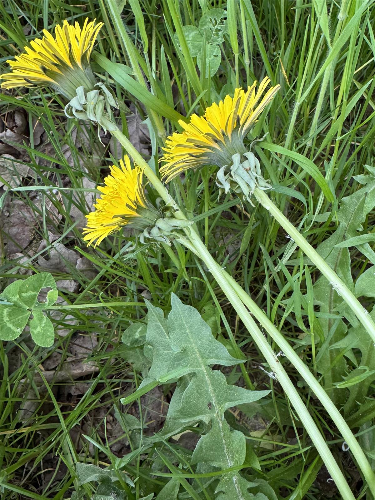 Taraxacum lingulatum (door Jelle Hofstra)