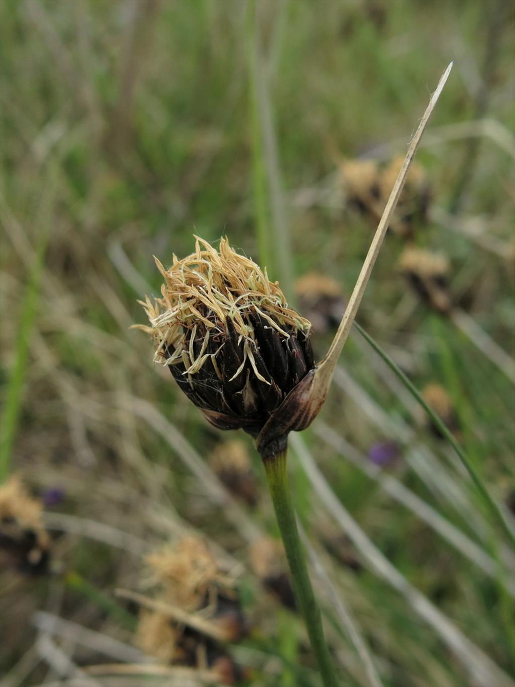 Schoenus nigricans (door Hans Toetenel)