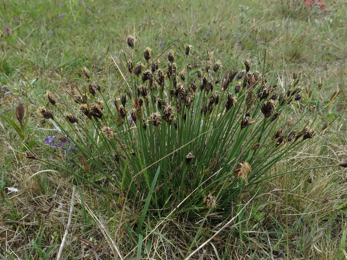 Schoenus nigricans (door Hans Toetenel)