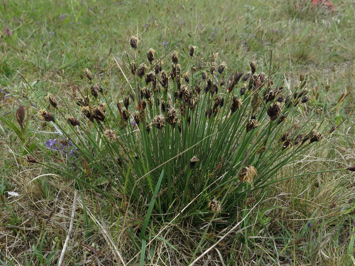 Schoenus nigricans (door Hans Toetenel)