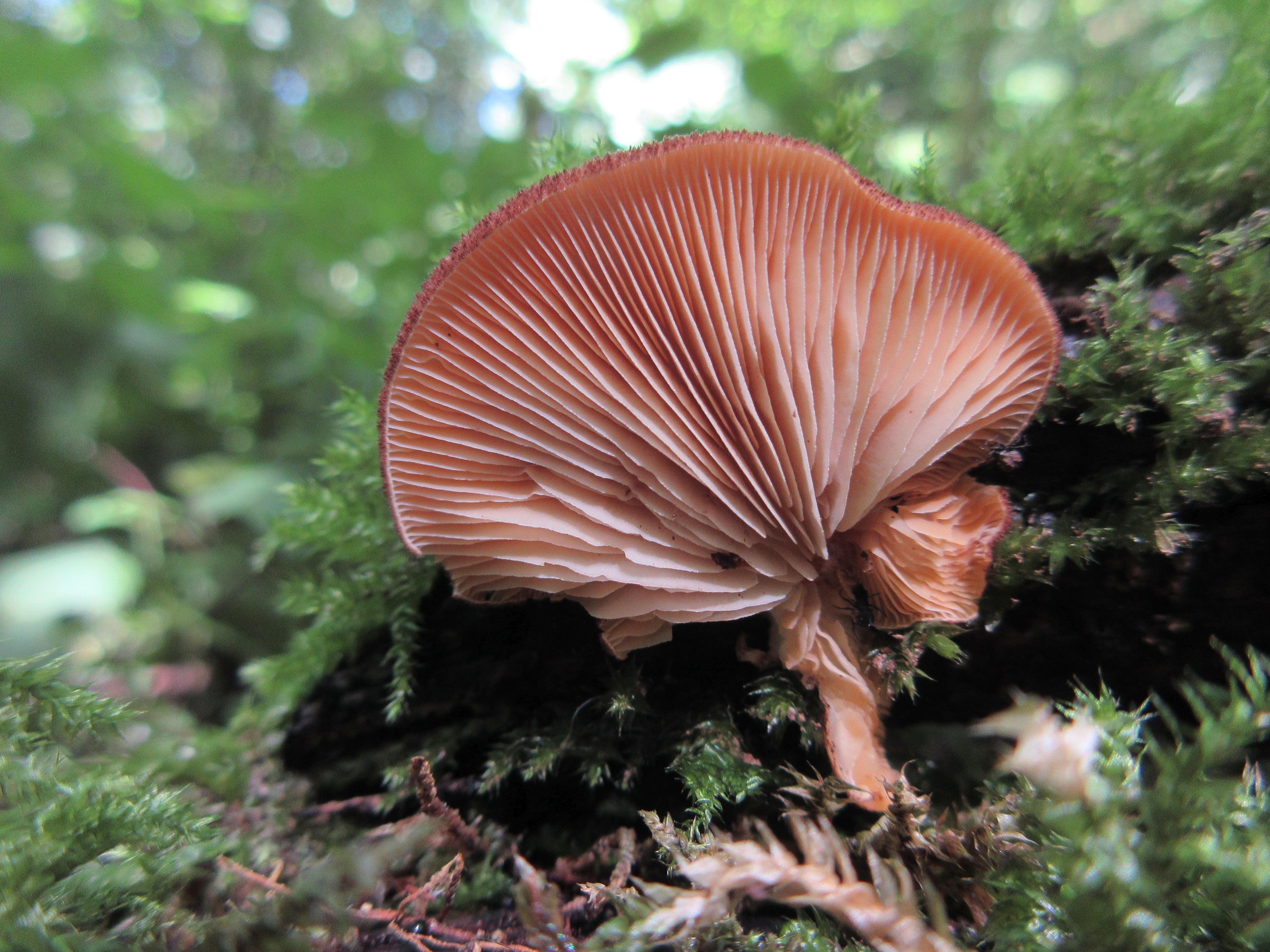 Crepidotus crocophyllus (door Theo Strik)