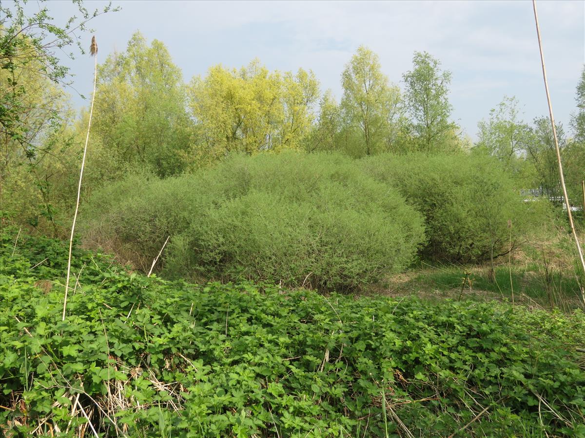 Salix purpurea subsp. lambertiana (door Frank van Gessele)