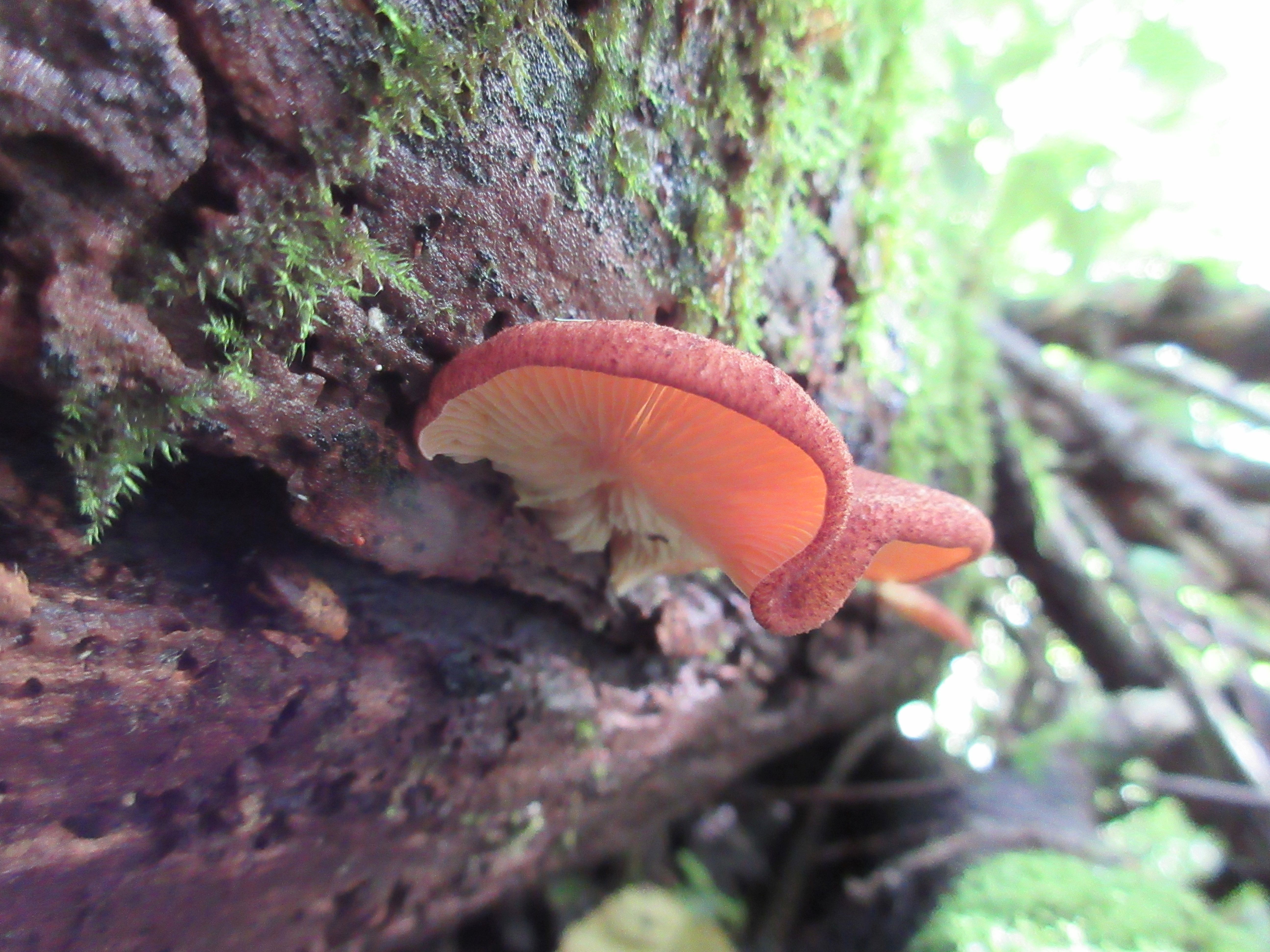 Crepidotus crocophyllus (door Theo Strik)