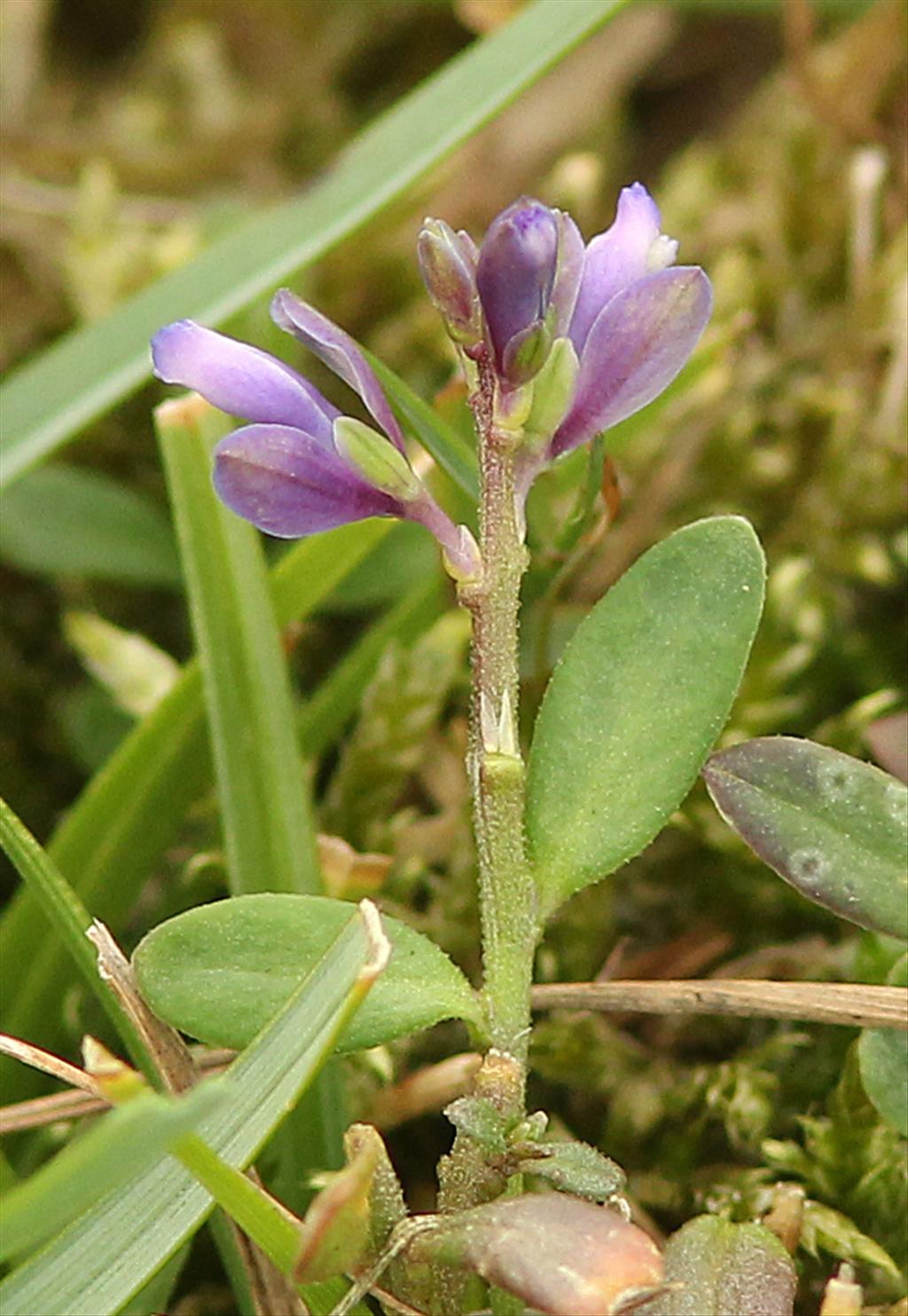 Polygala serpyllifolia (door jan katsman)