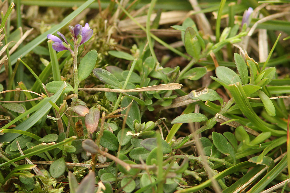 Polygala serpyllifolia (door jan katsman)