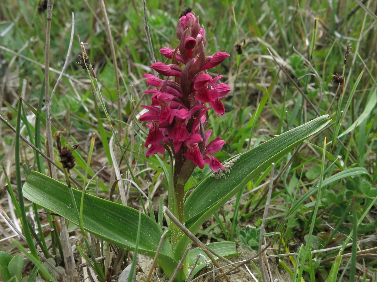 Dactylorhiza incarnata subsp. coccinea (door Hans Toetenel)