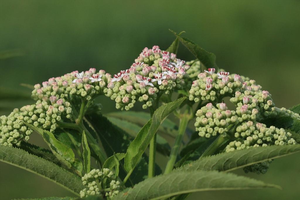 Sambucus ebulus (door Edwin de Weerd)