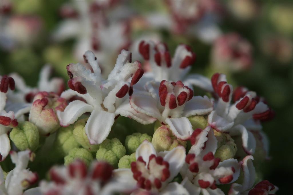 Sambucus ebulus (door Edwin de Weerd)