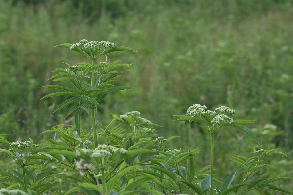 Sambucus ebulus (door Edwin de Weerd)