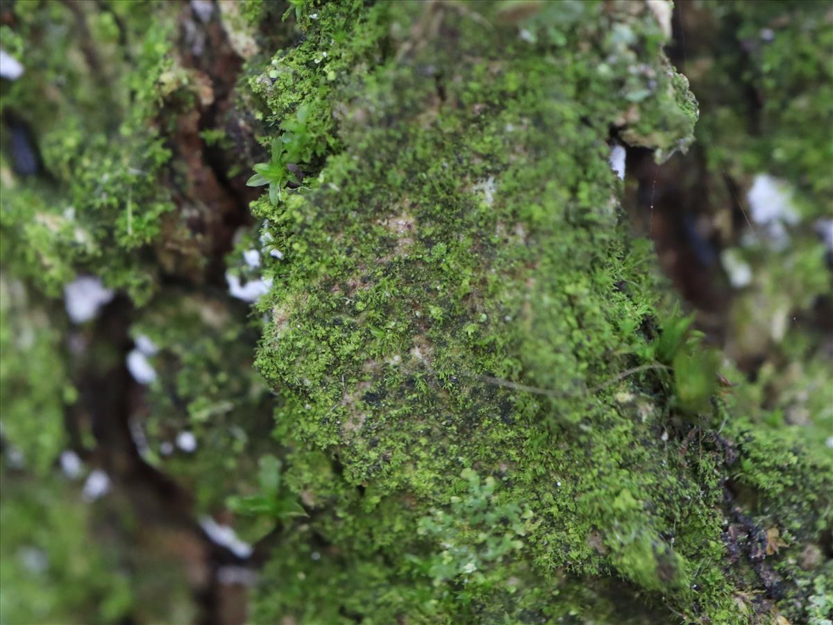 Psoroglaena stigonemoides (door Tom Schier)
