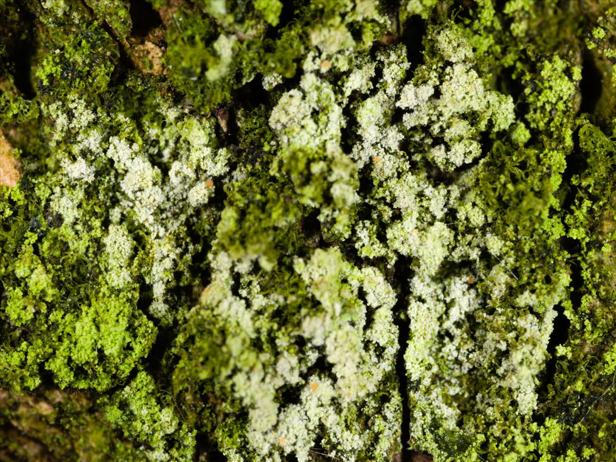 Nectriopsis micareae (door Matthijs Molenaar)