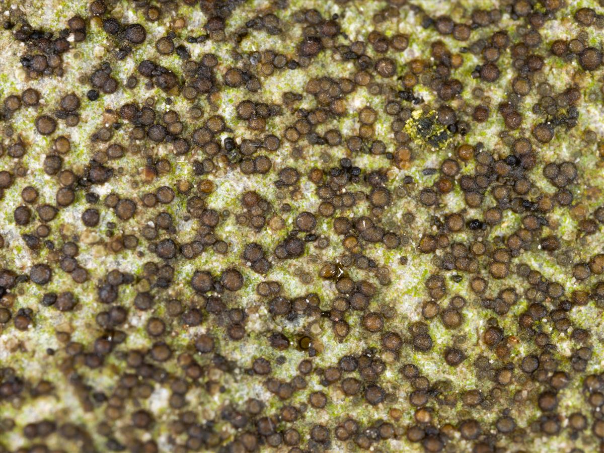 Catillaria lenticularis (door Matthijs Molenaar)