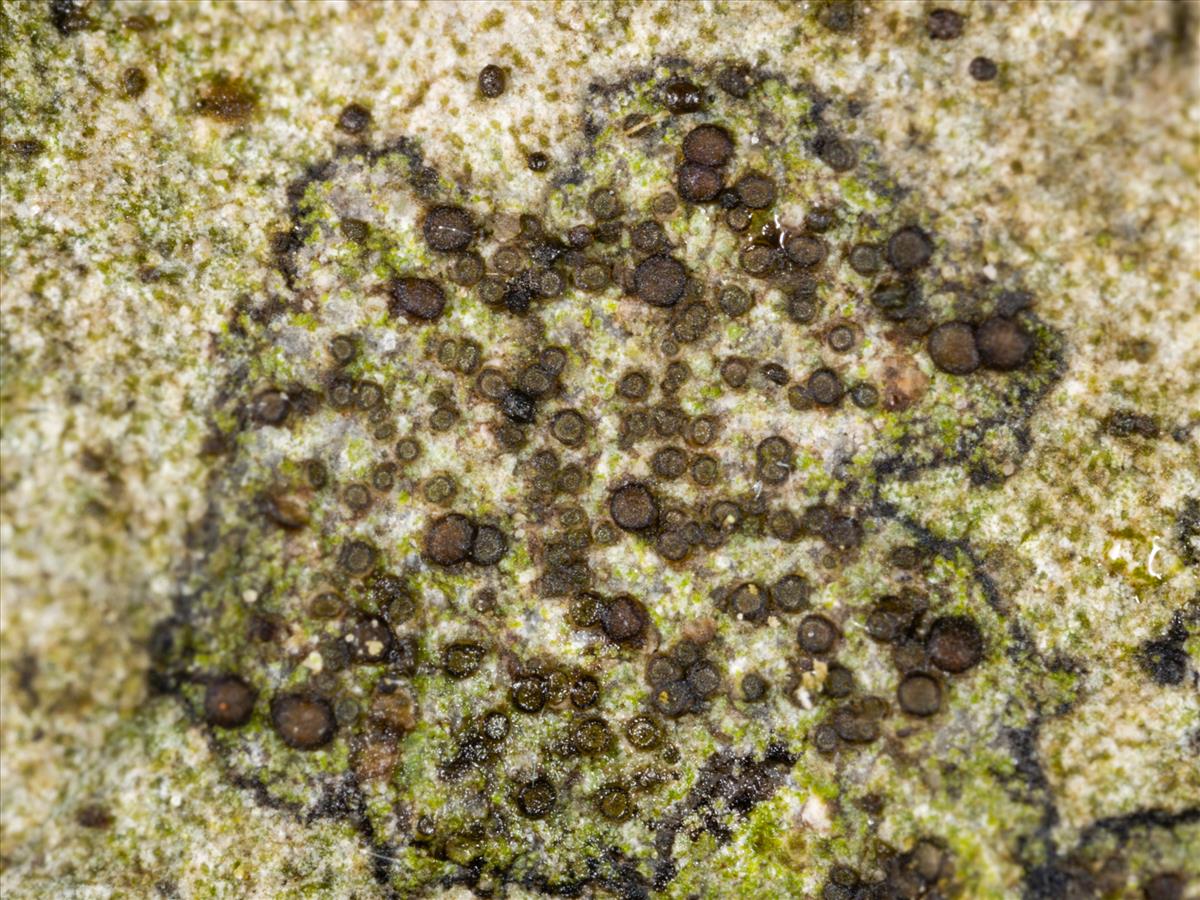 Catillaria lenticularis (door Matthijs Molenaar)