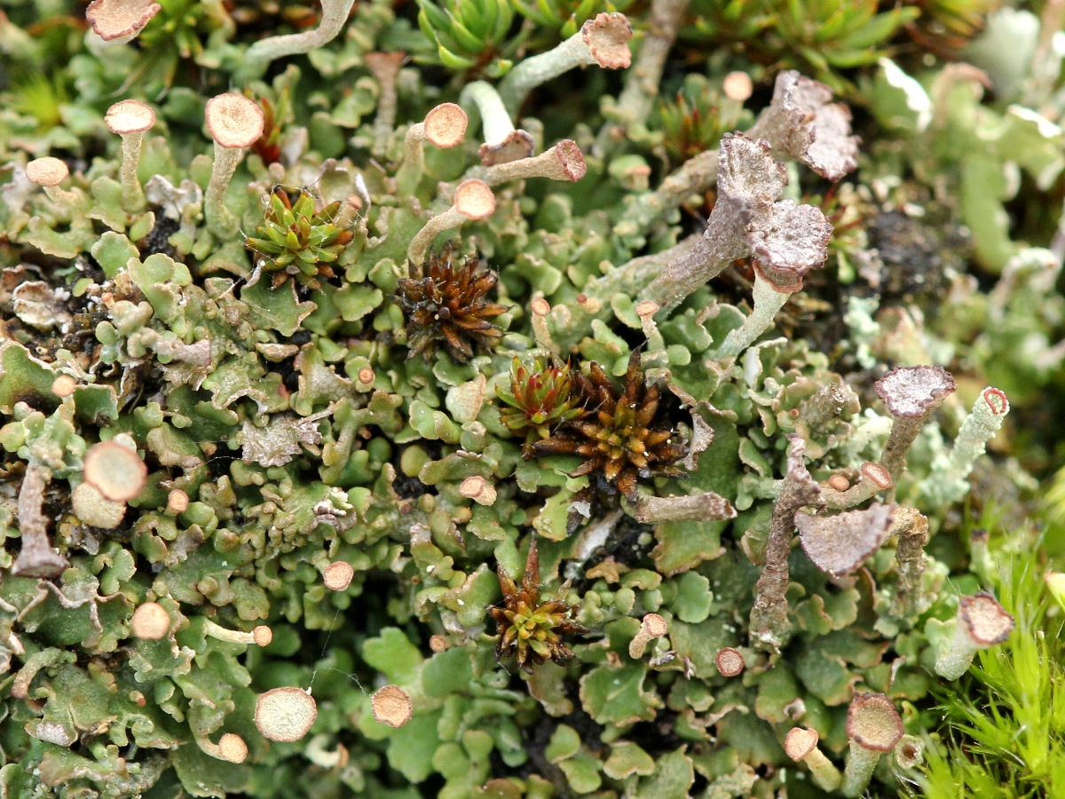 Cladonia pulvinata (door Ruud van Middelkoop)