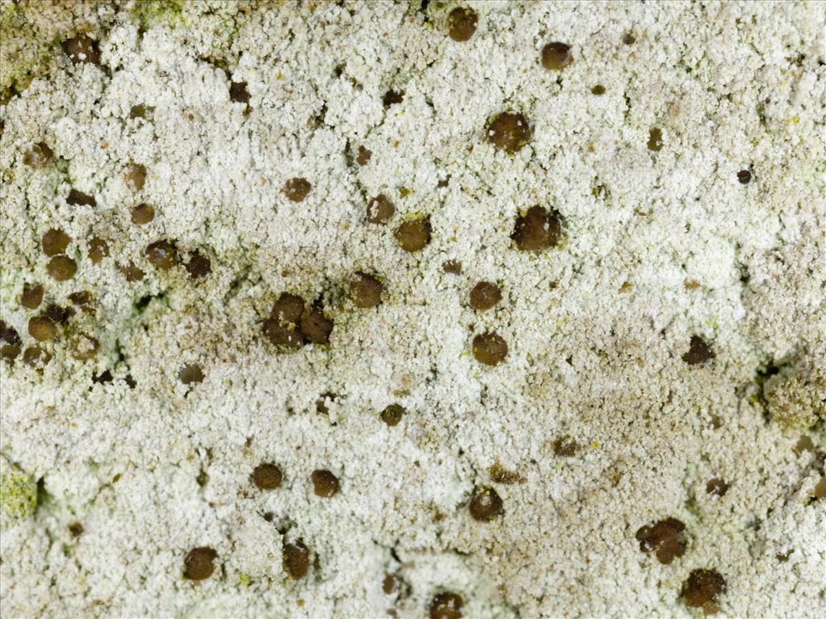 Lecania turicensis (door Matthijs Molenaar)