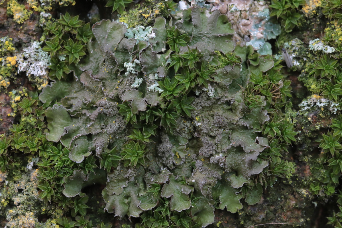 Melanelixia subargentifera (door Koos Werther)
